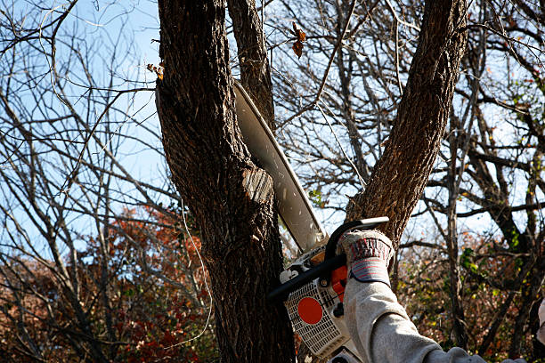 How Our Tree Care Process Works  in  Benavides, TX