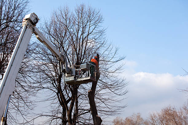 Professional Tree Removal Services in Benavides, TX